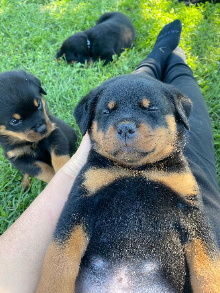 chiots