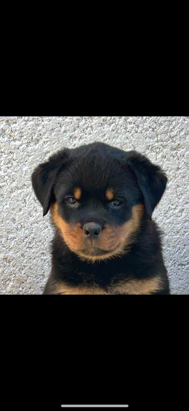 La Tribu De Weiler - Chiots disponibles - Rottweiler