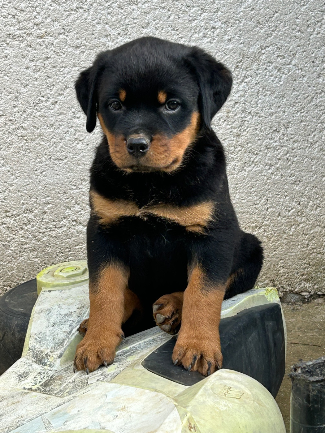 La Tribu De Weiler - Chiots disponibles - Rottweiler