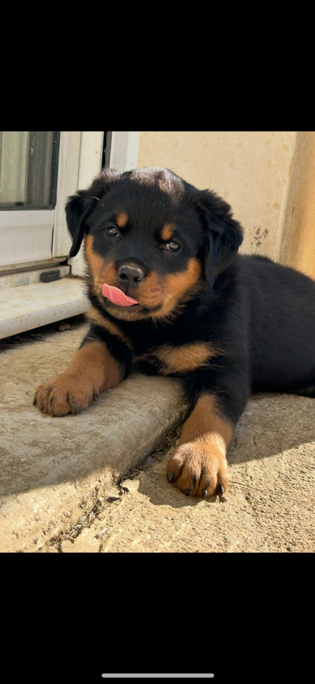 La Tribu De Weiler - Chiots disponibles - Rottweiler