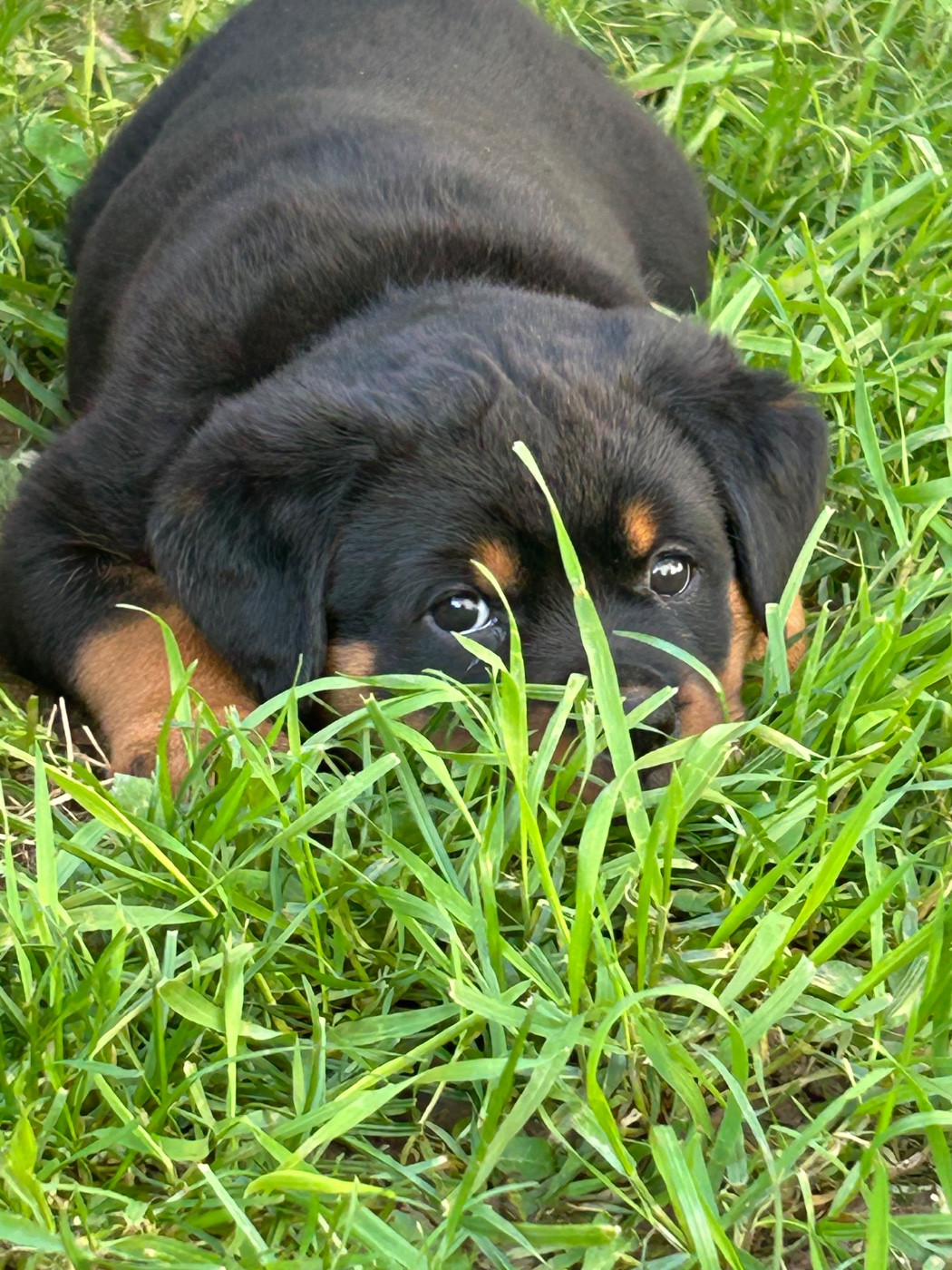 La Tribu De Weiler - Chiots disponibles - Rottweiler